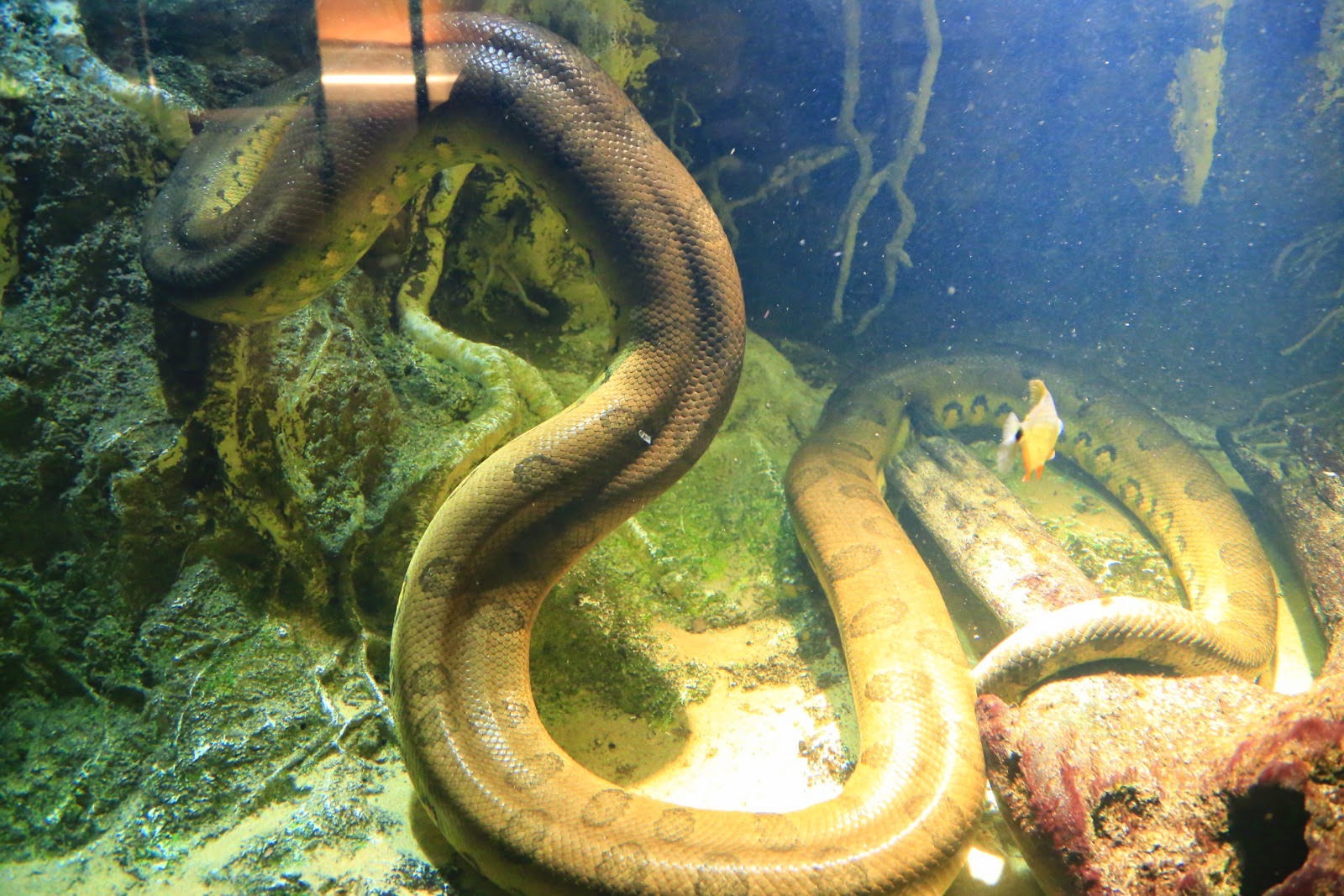 Un serpent jaune dans son vivarium
