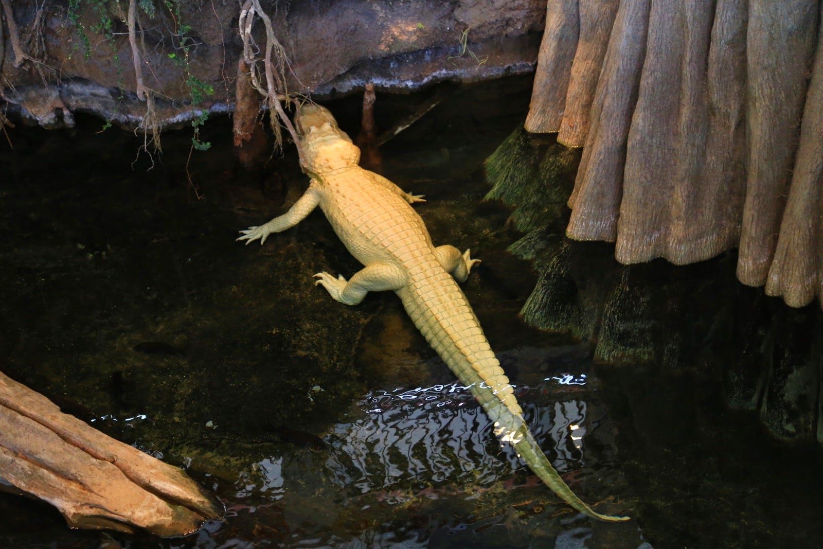 Le crocodile albinos de la California Academy of Sciences