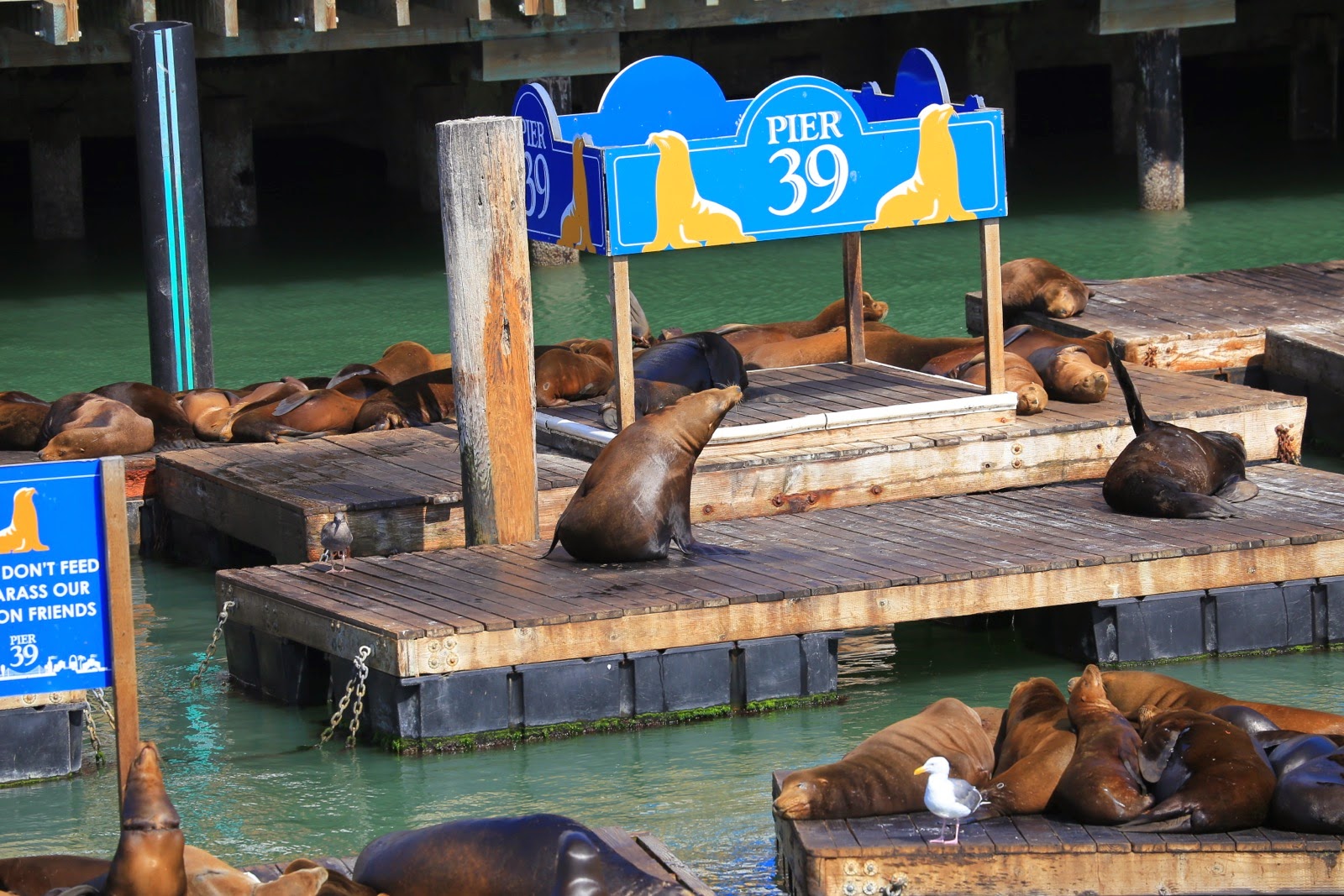 Les lions de mer de Pier 39