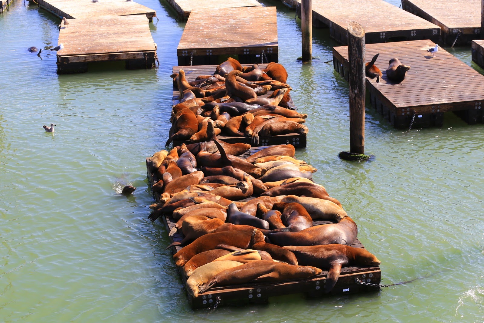 Lions de mer sur les pontons de Pier 39