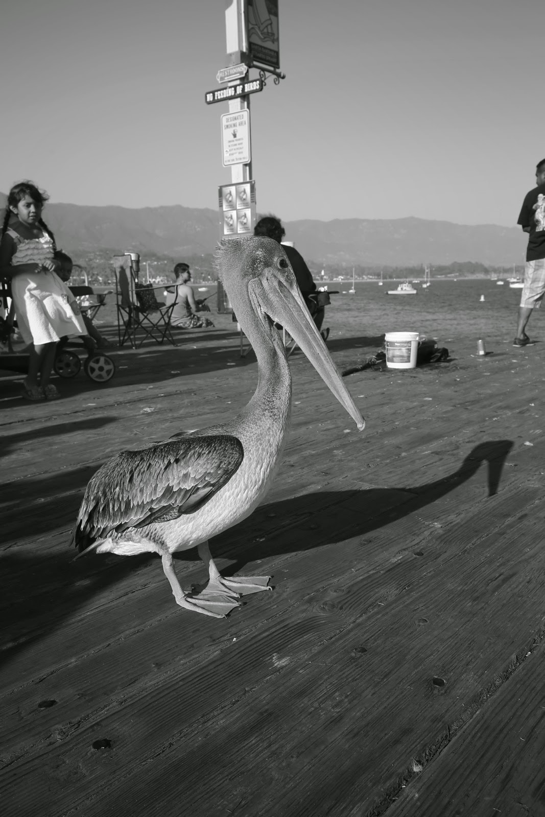 Un pélican sur le ponton, en noir et blanc