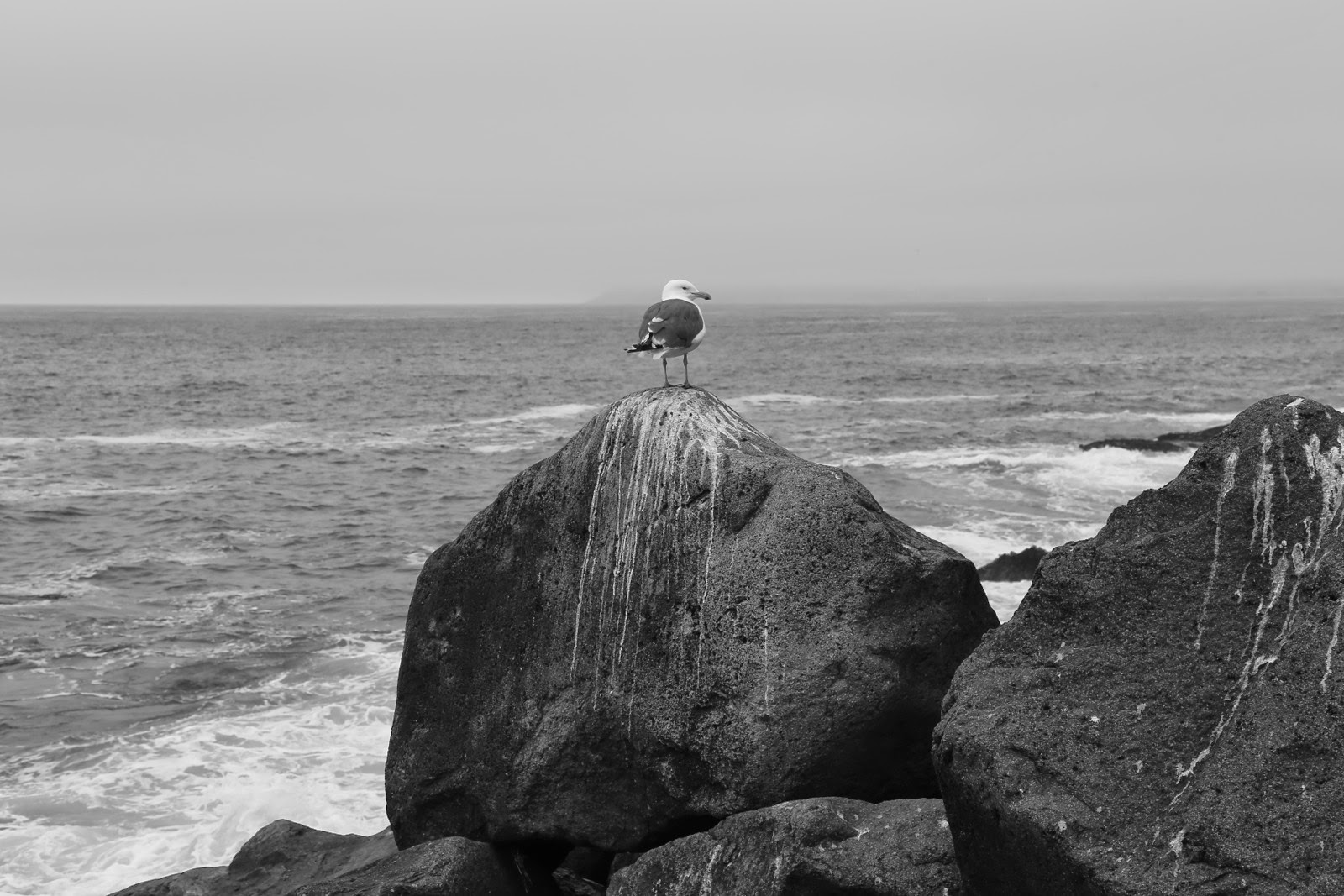 Une mouette sur les rochers