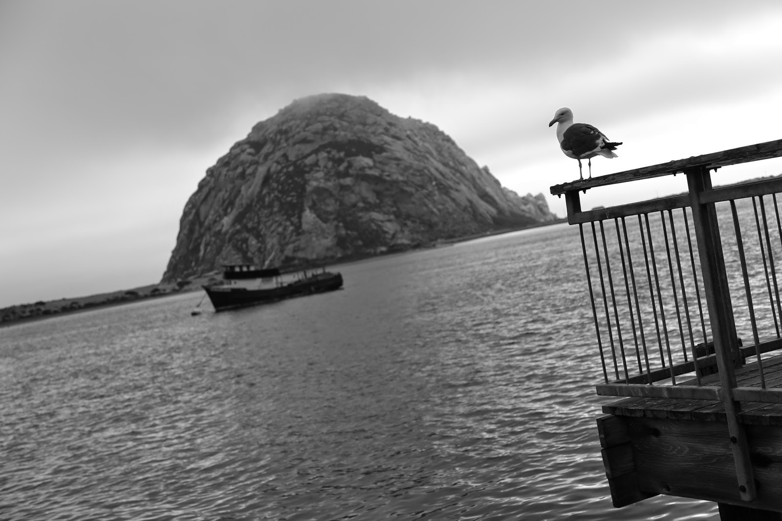 Le Morro Rock et une mouette, en noir et blanc