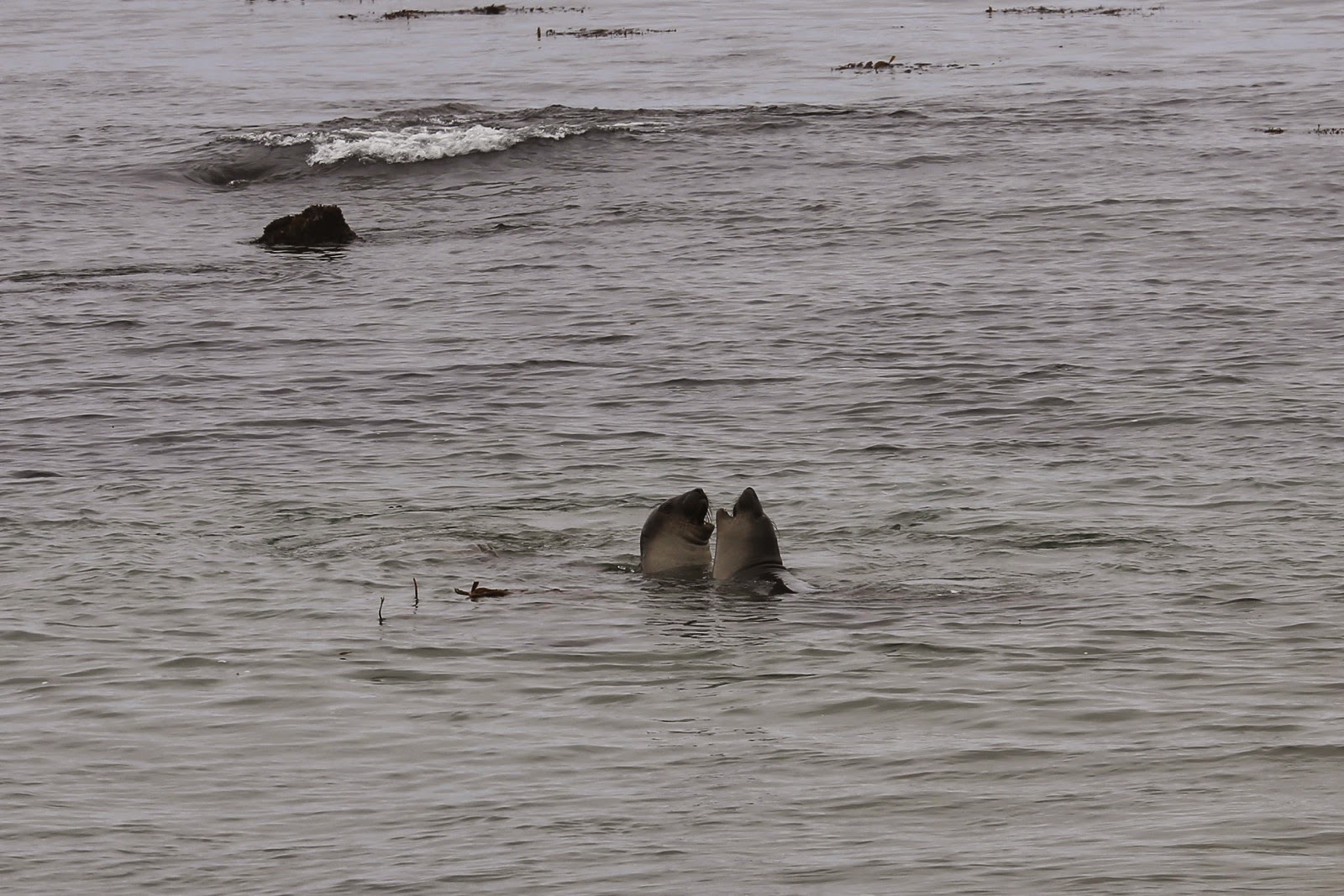 Deux éléphants de mer dans l’eau