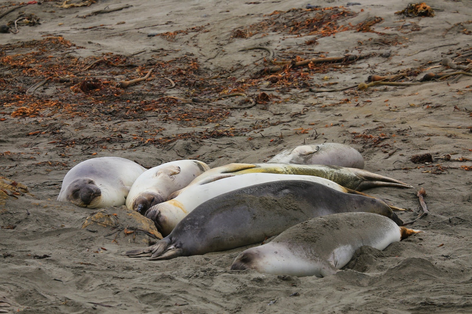 Éléphants de mer endormis sur le sable
