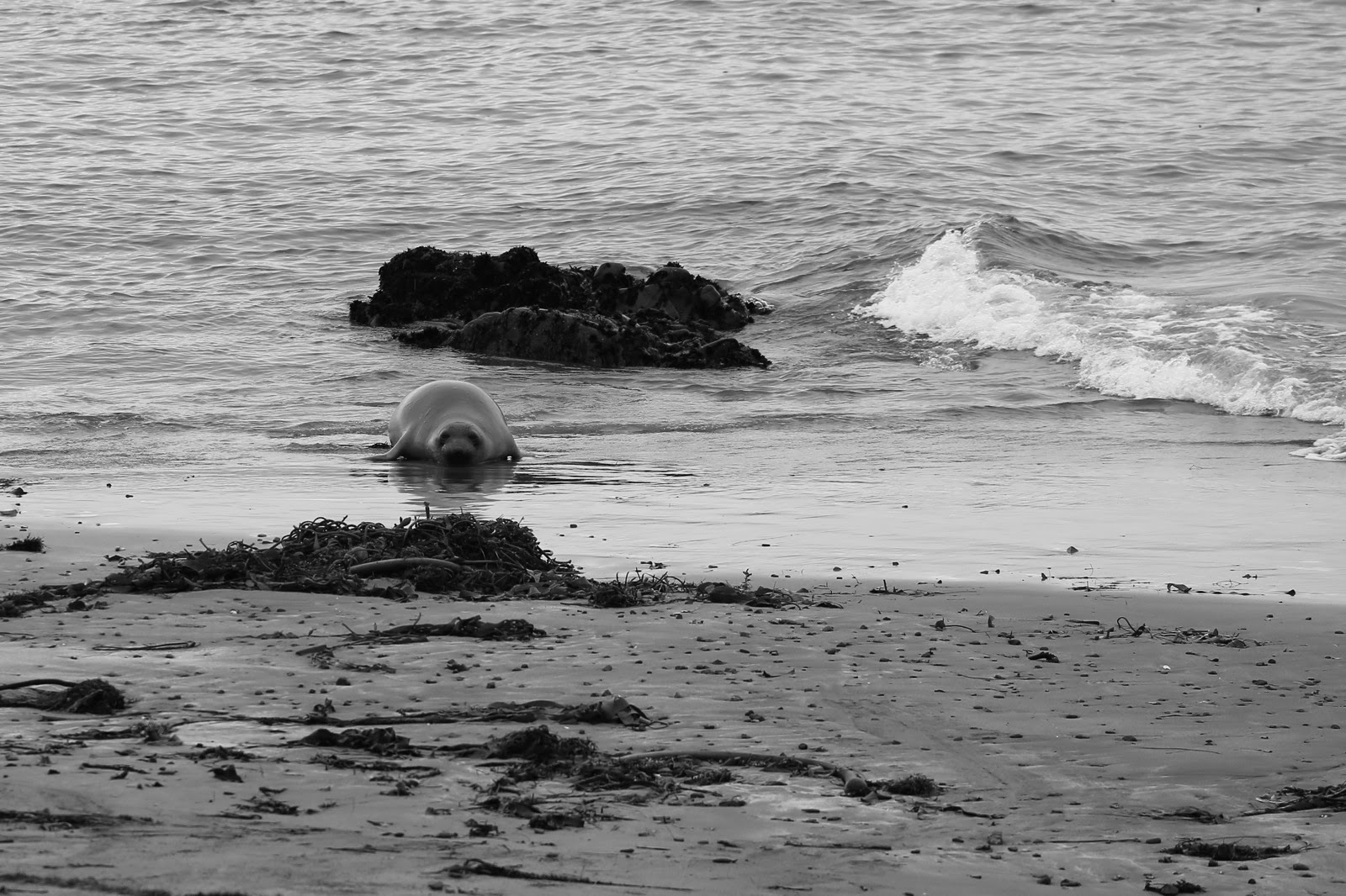 Un éléphant de mer dans les vagues, en noir et blanc