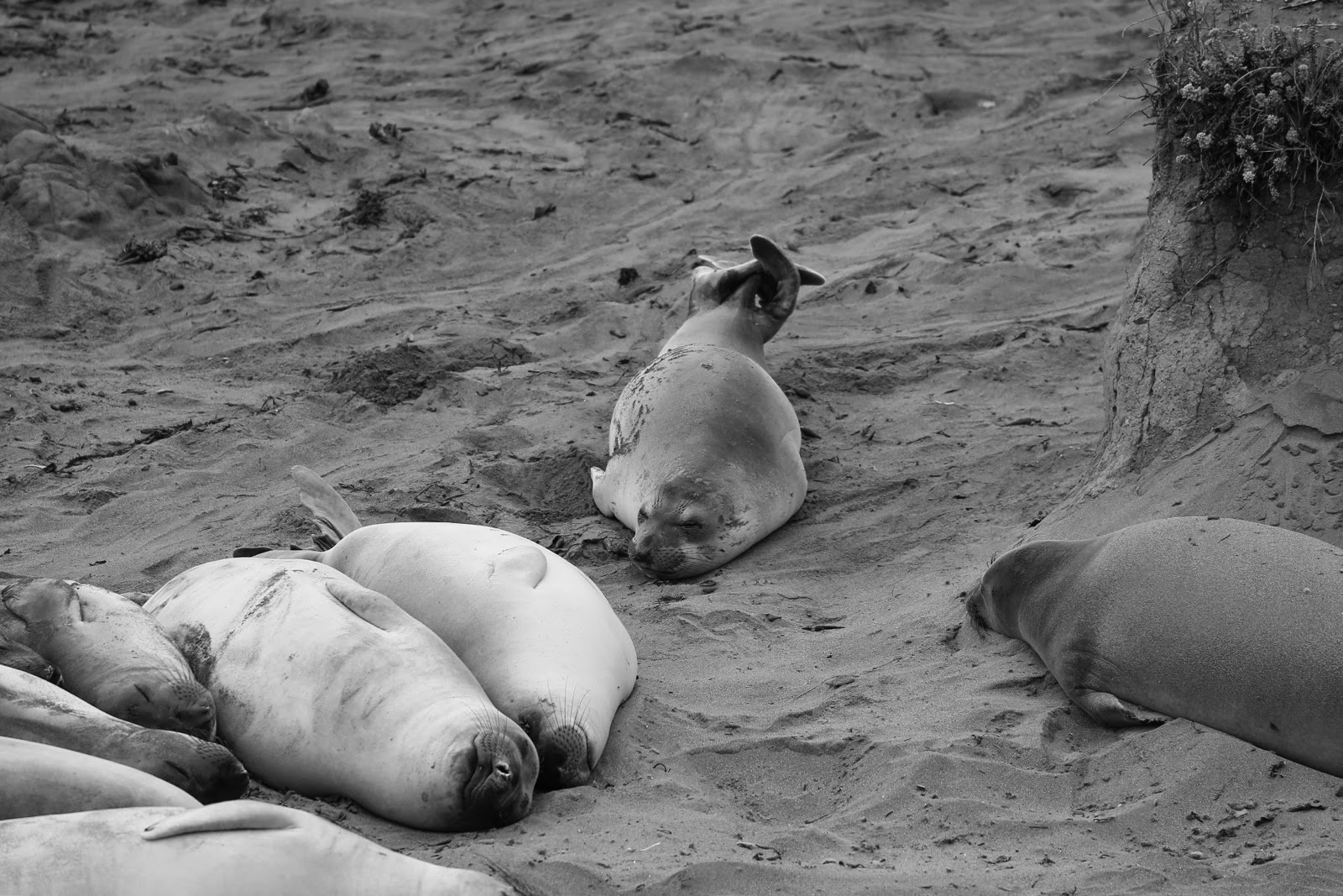 Éléphants de mer en noir et blanc