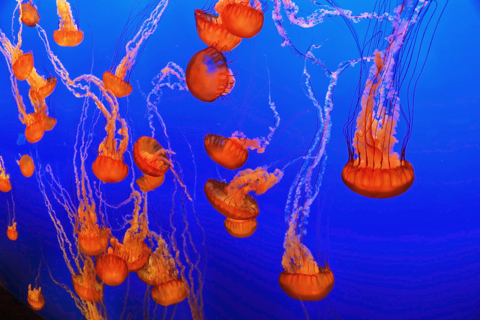 Des méduses orange à l’aquarium de Monterey