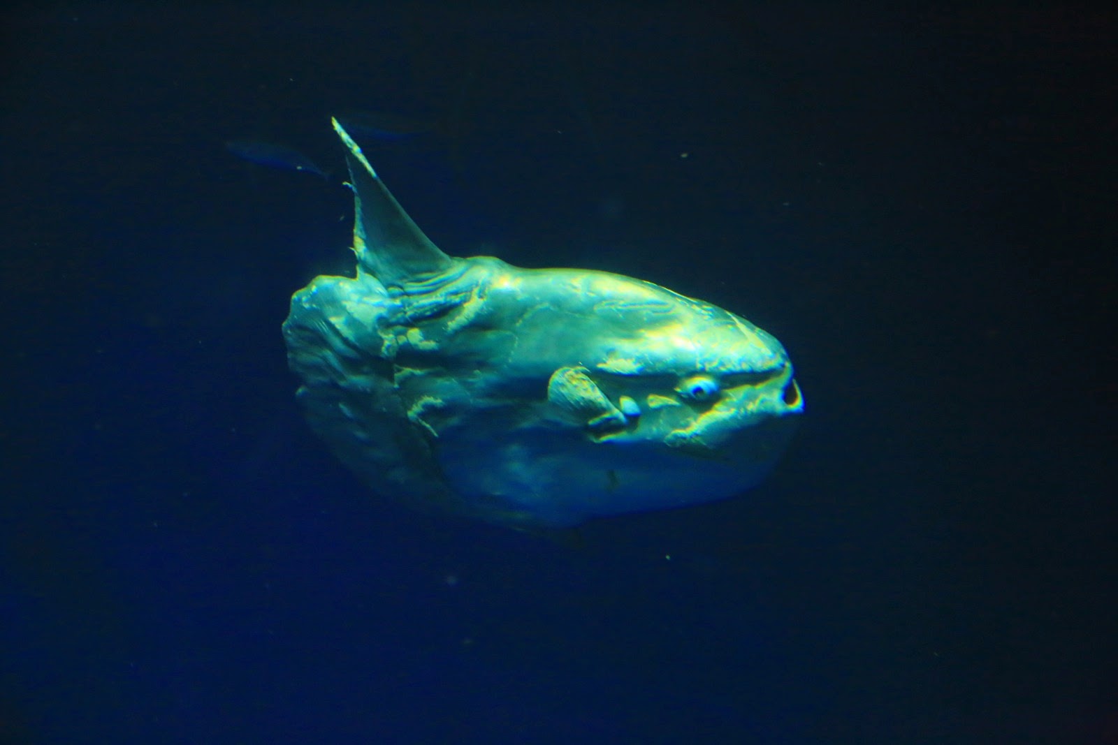 Un poisson-lune