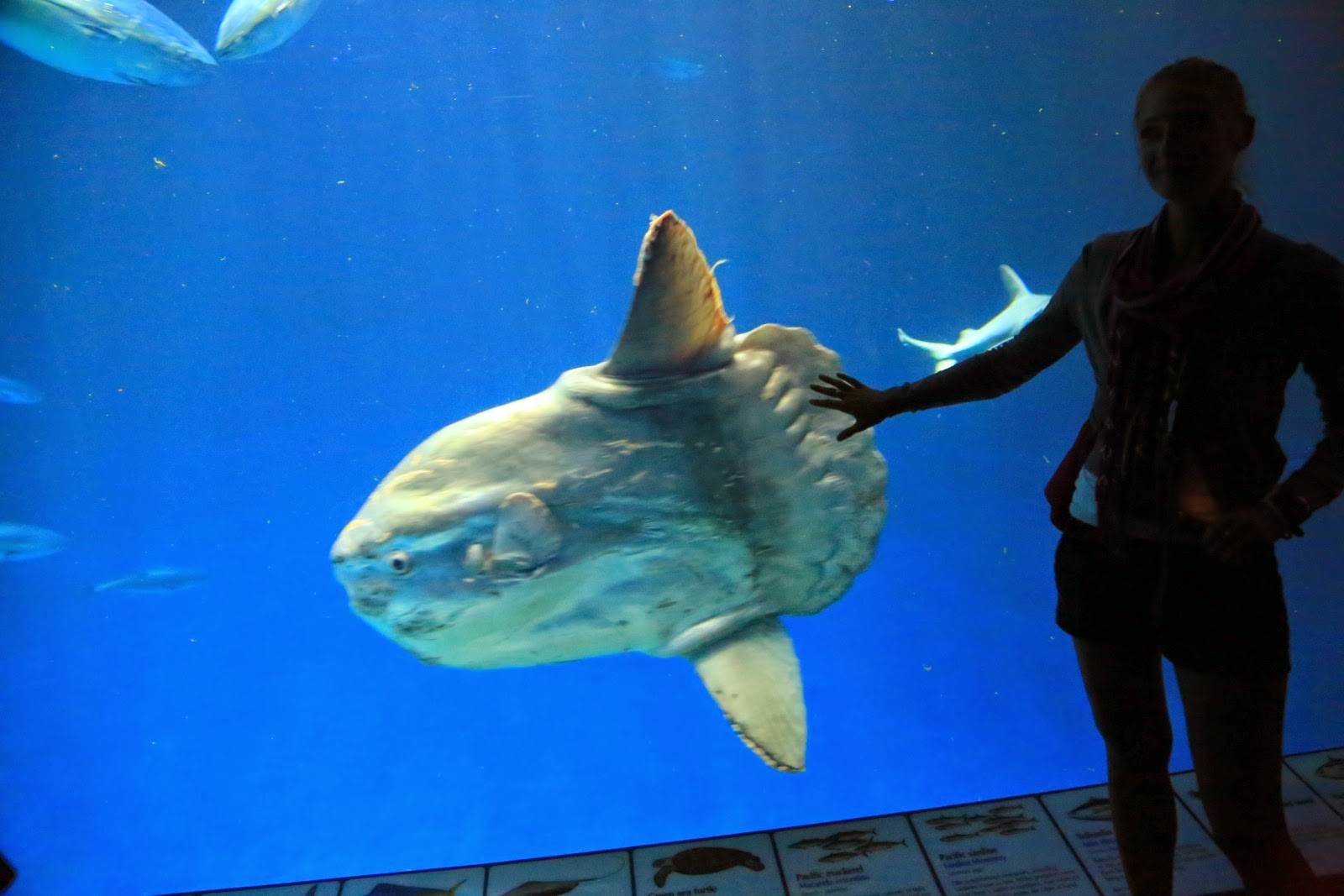 Face au poisson-lune dans le grand bassin de l’aquarium