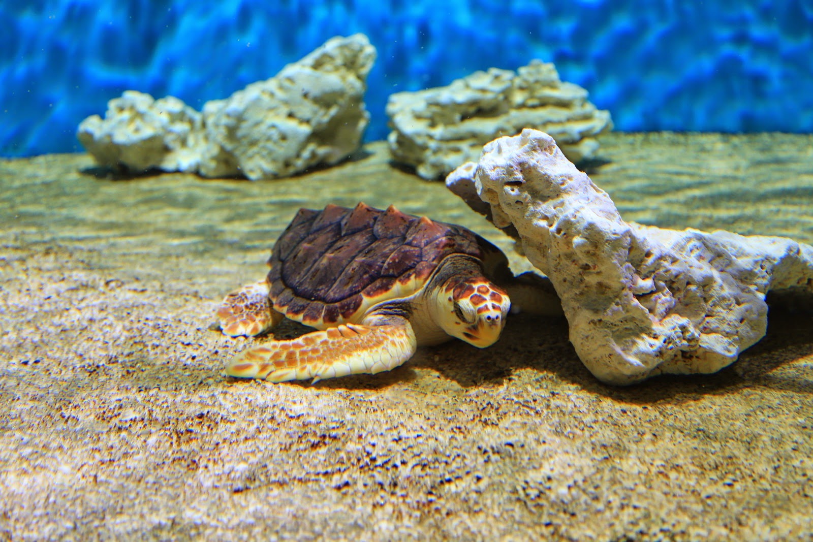 Une tortue de mer