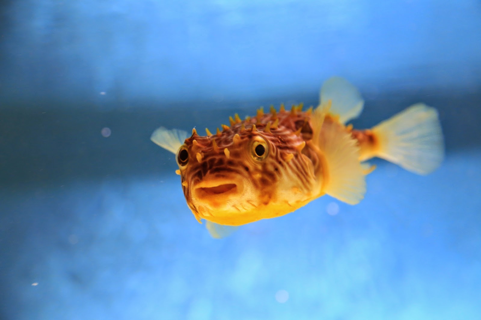 Un poisson-ballon
