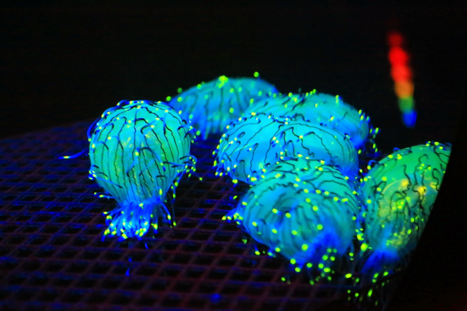 Des organismes fluorescents