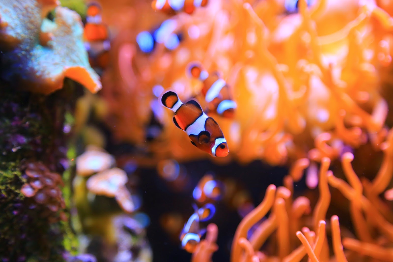 Des poissons-clowns