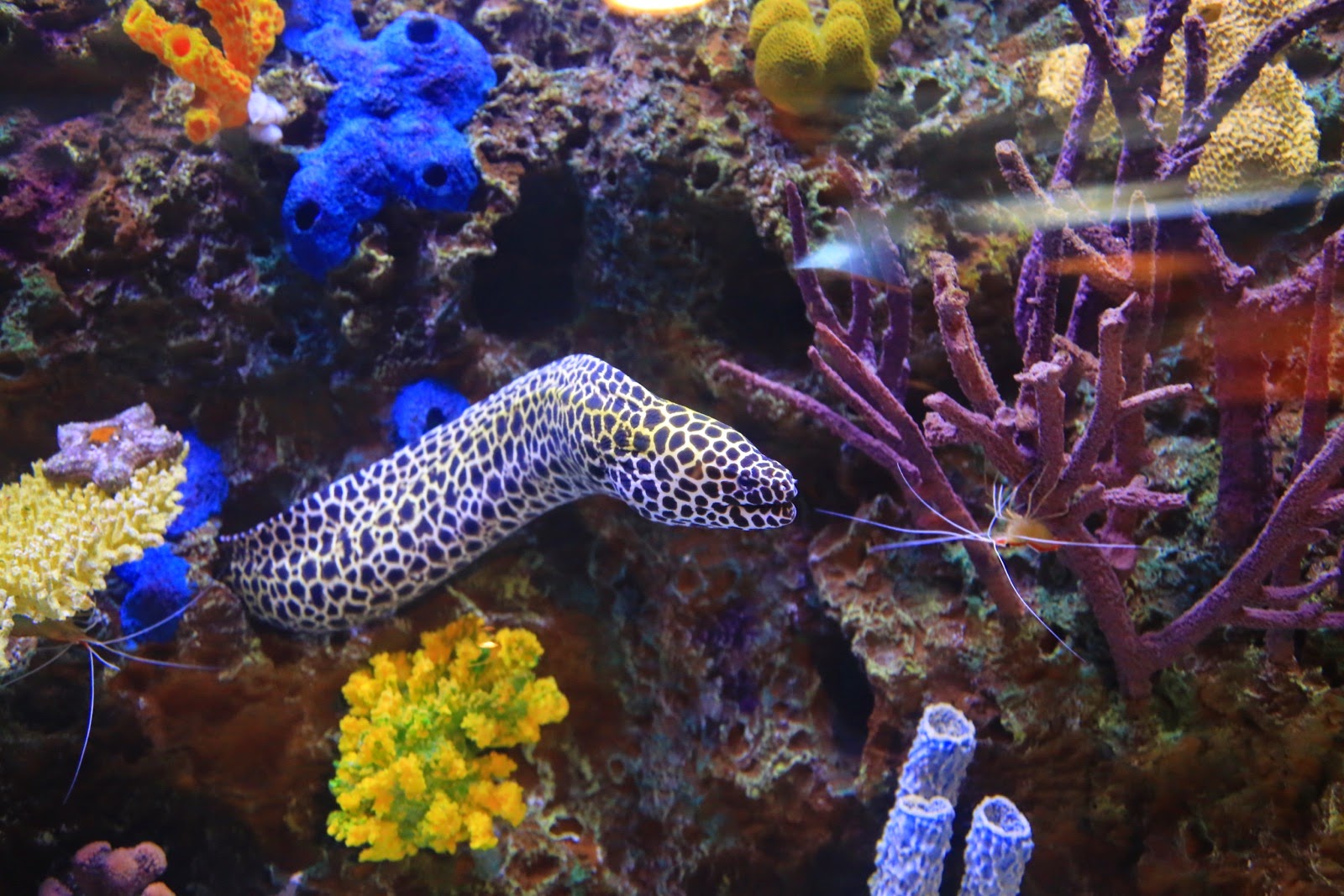 Une murène dans un récif de corail