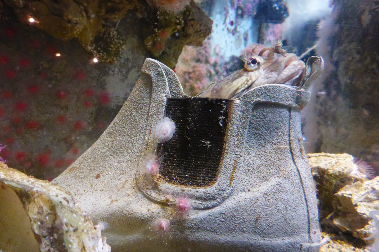 Un décor original d’aquarium