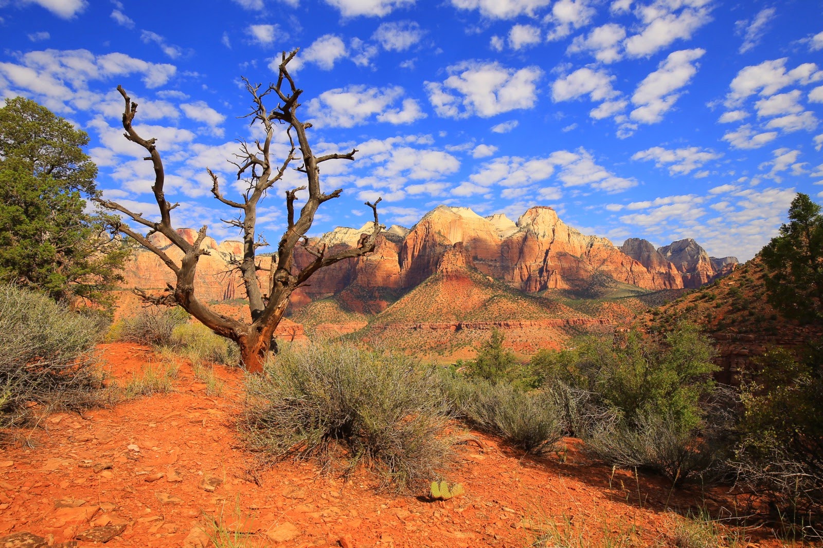 Un arbre mort face aux falaises de Zion
