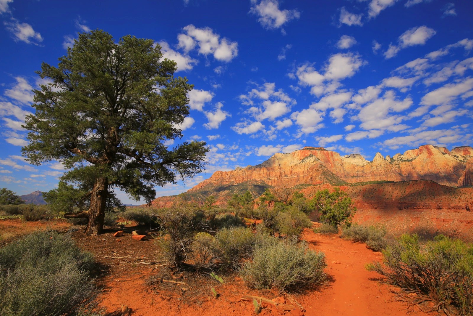 Un pin solitaire face aux montagnes de Zion