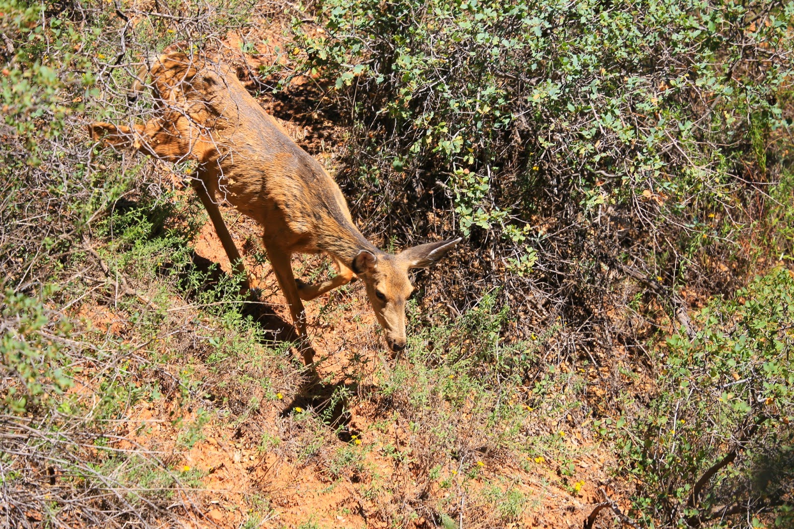 Un cerf dans les buissons