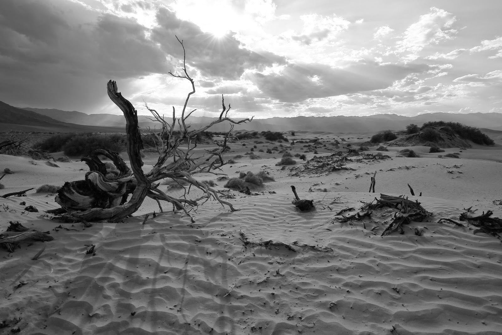 Un arbre mort dans les dunes, en noir et blanc