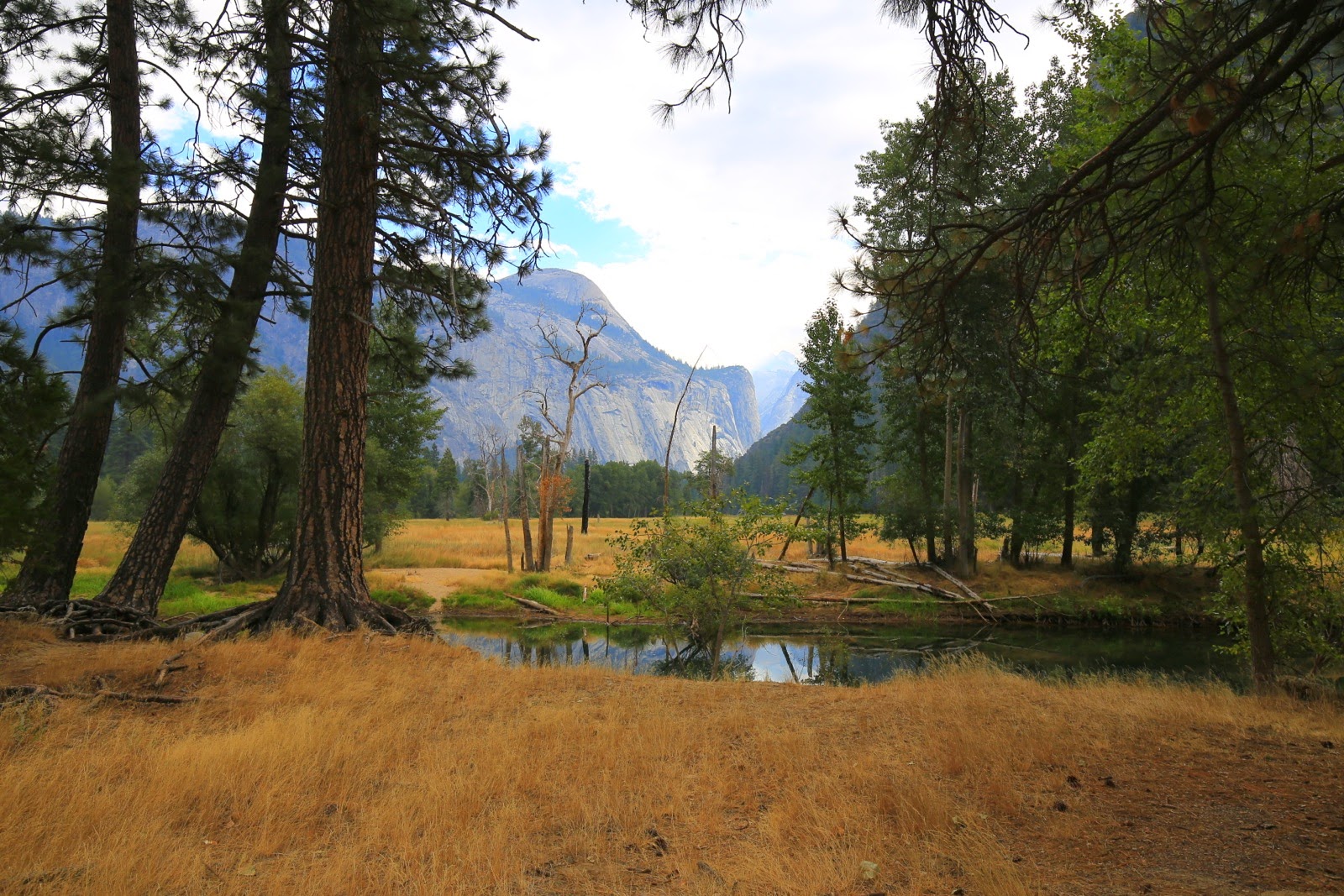 Prairie et pins dans la vallée
