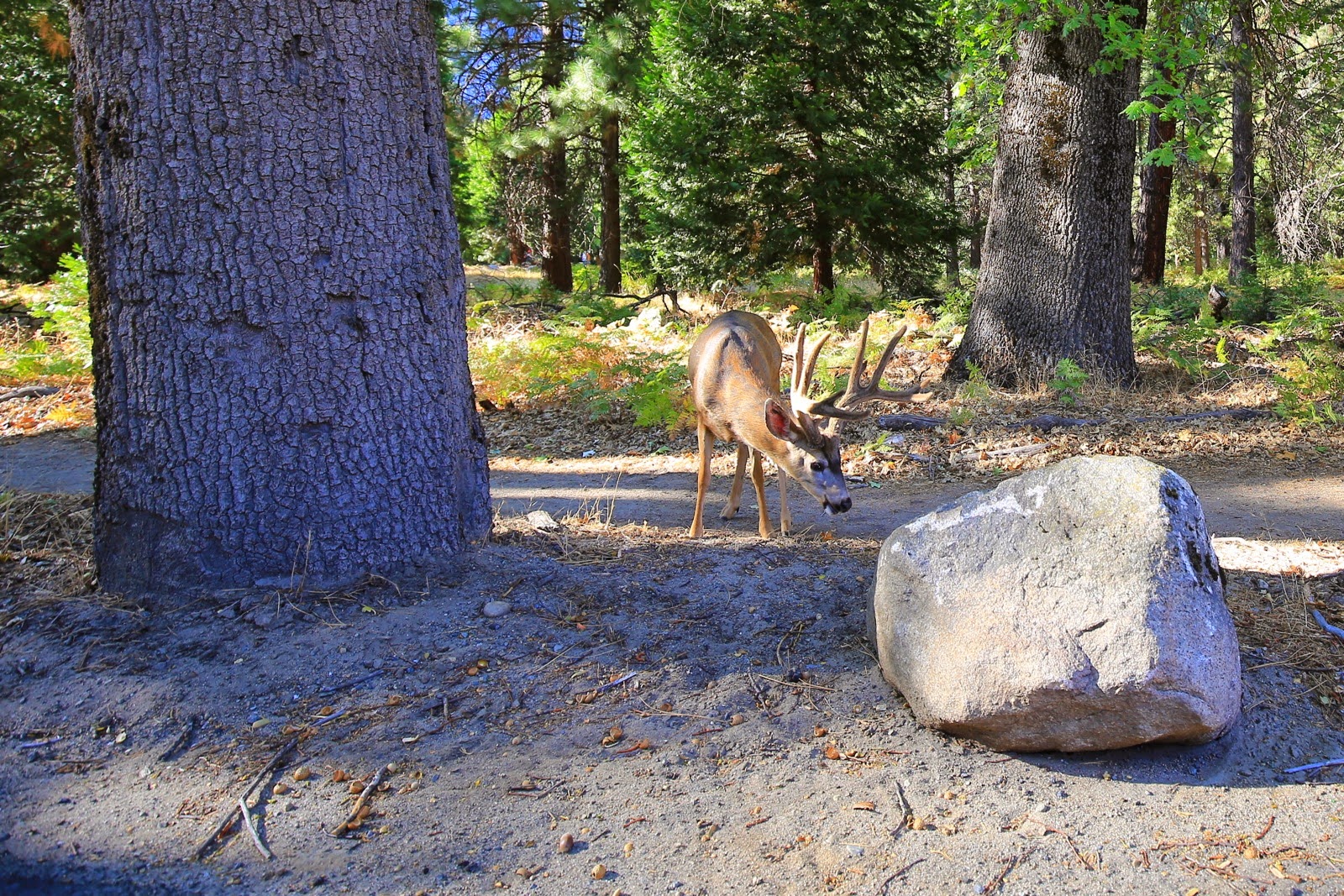 Un cerf dans les sous-bois