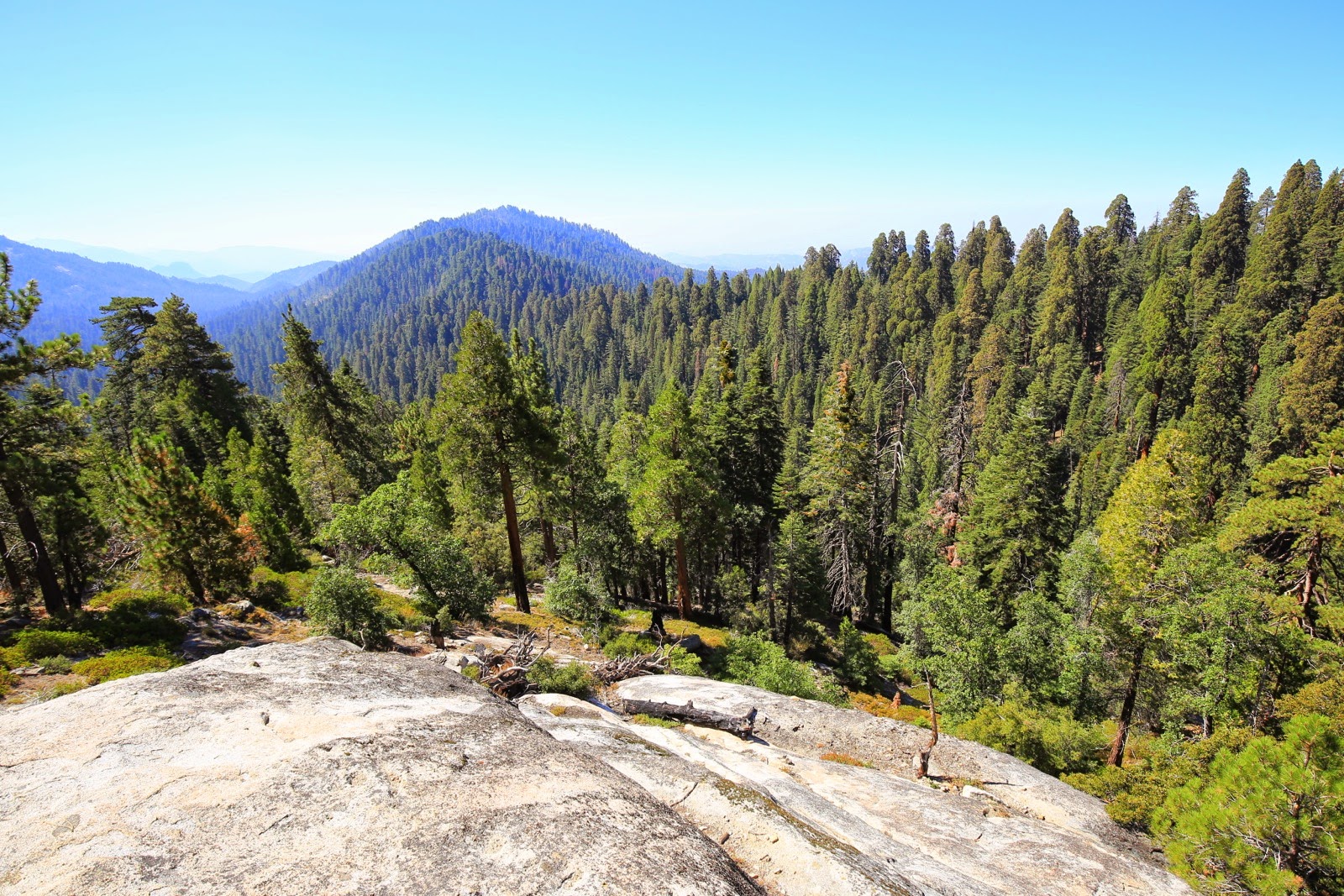 La forêt de Kings Canyon à perte de vue