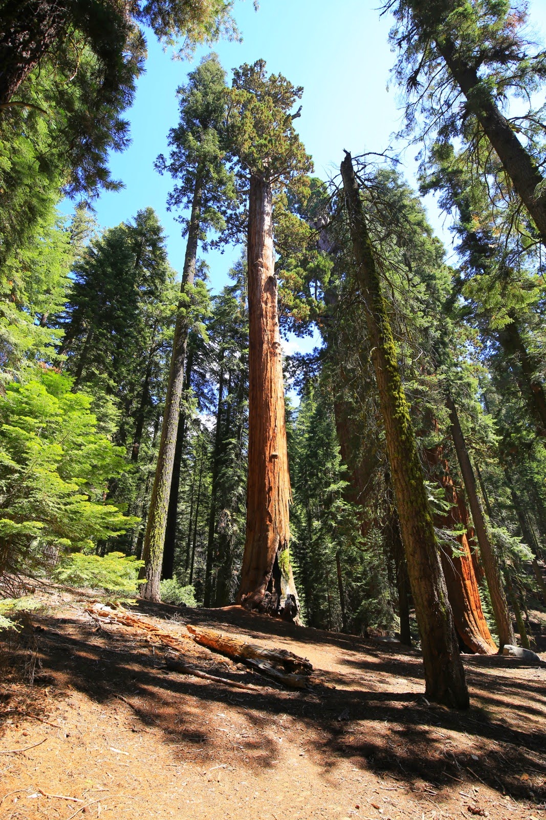 Les séquoias géants de la Giant Forest