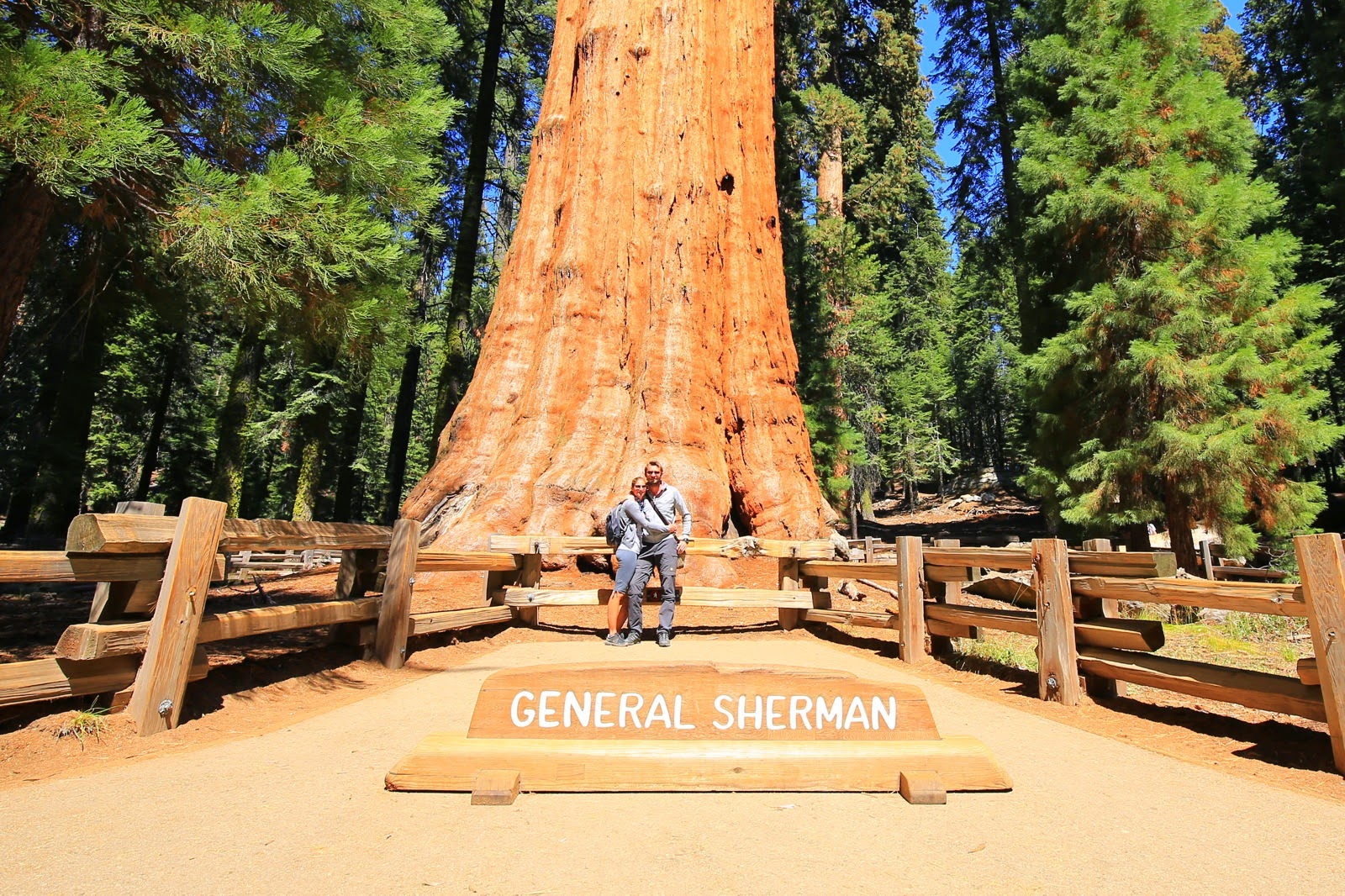 Le General Sherman Tree, le plus gros arbre du monde