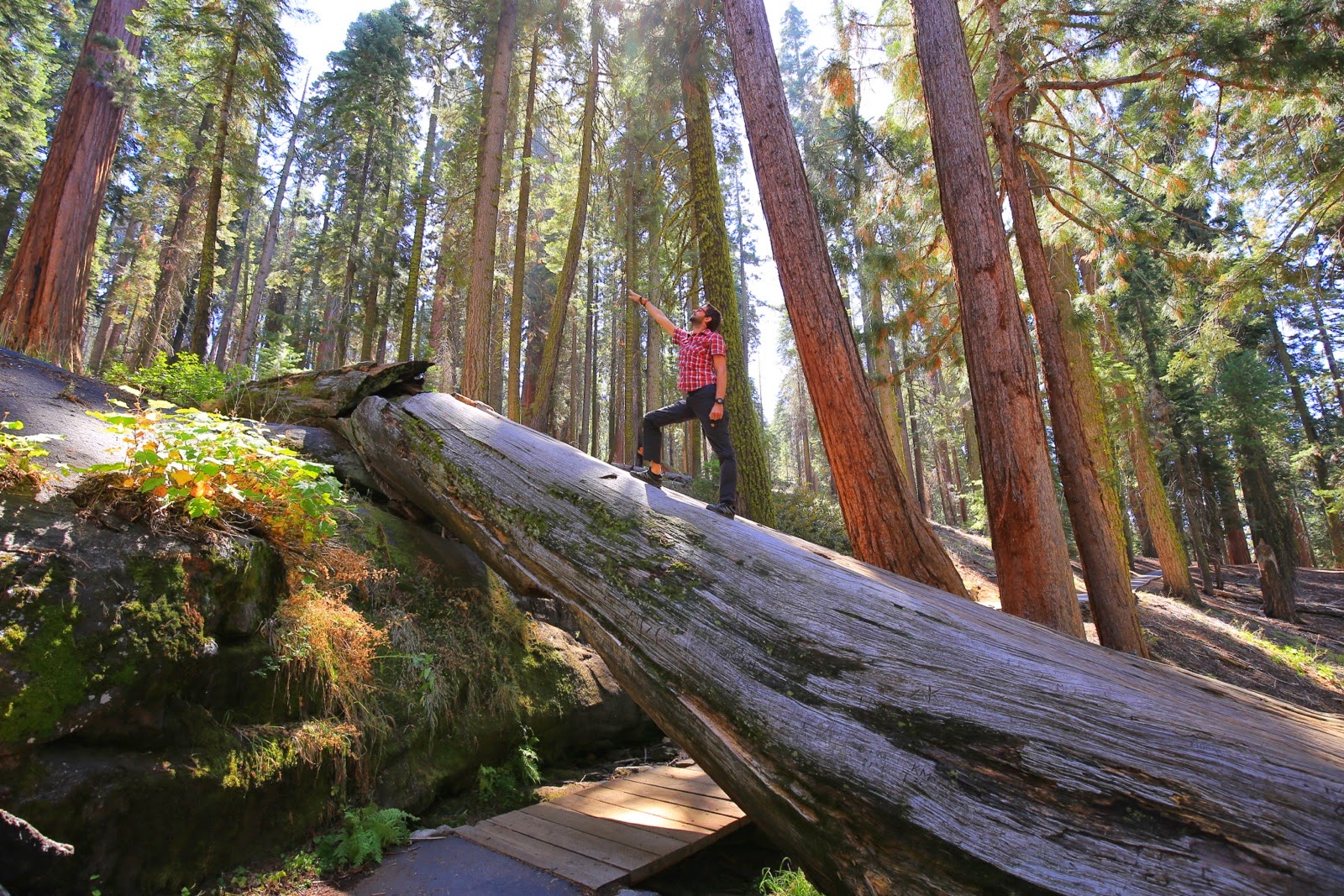 Un tronc couché dans la forêt de conifères