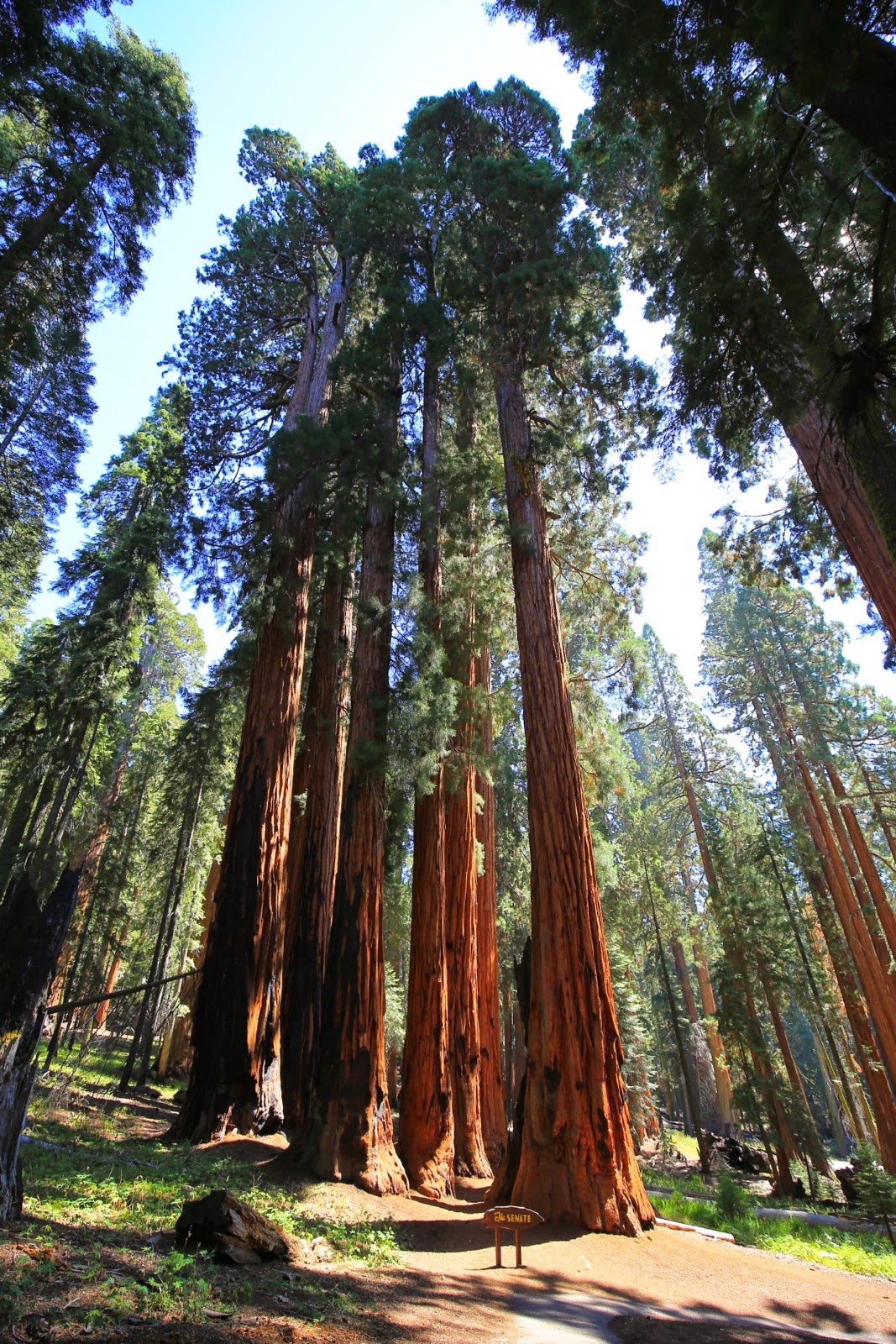 Une forêt de séquoias
