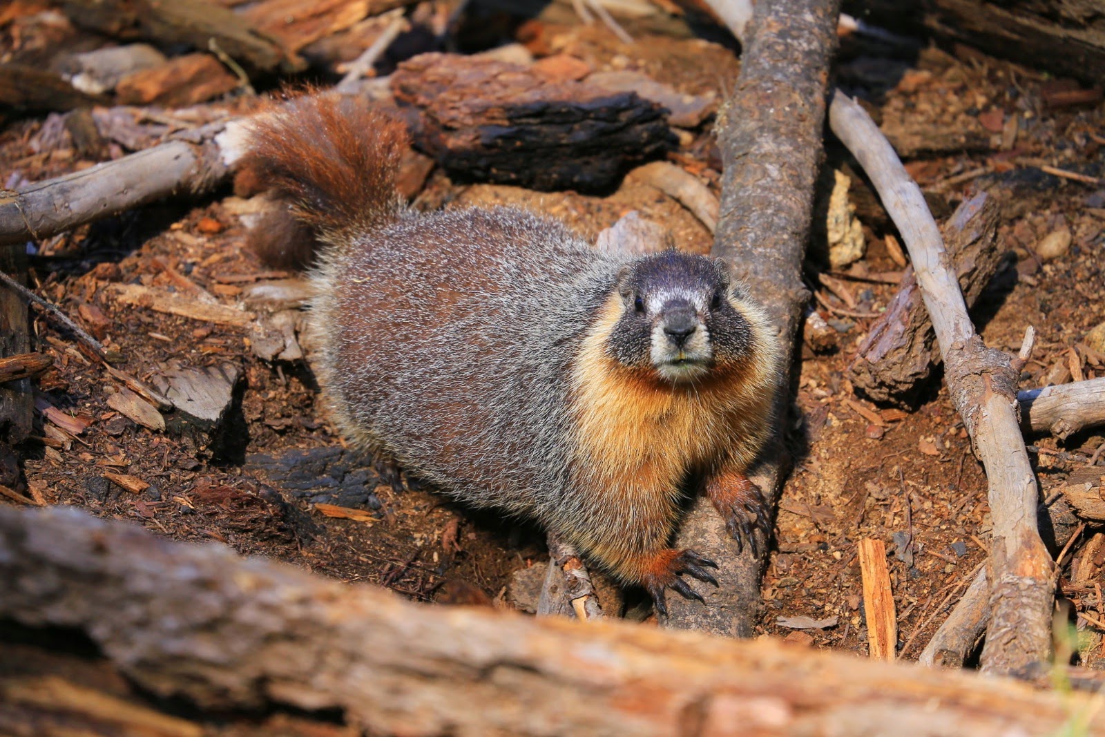 Une marmotte entre les racines