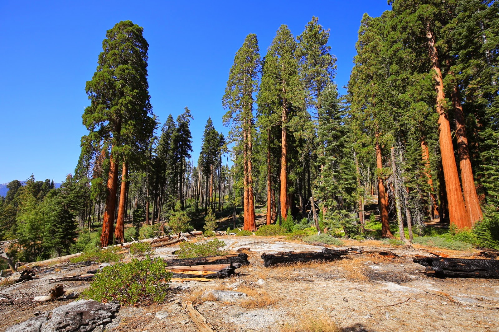 Les séquoias géants de Sequoia National Park