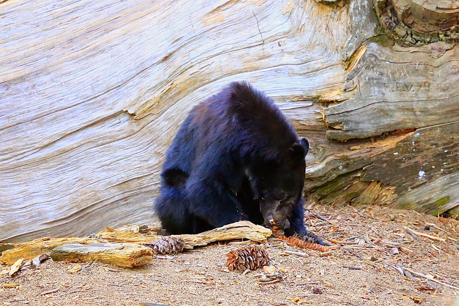 L’ours noir dépiaute une pomme de pin