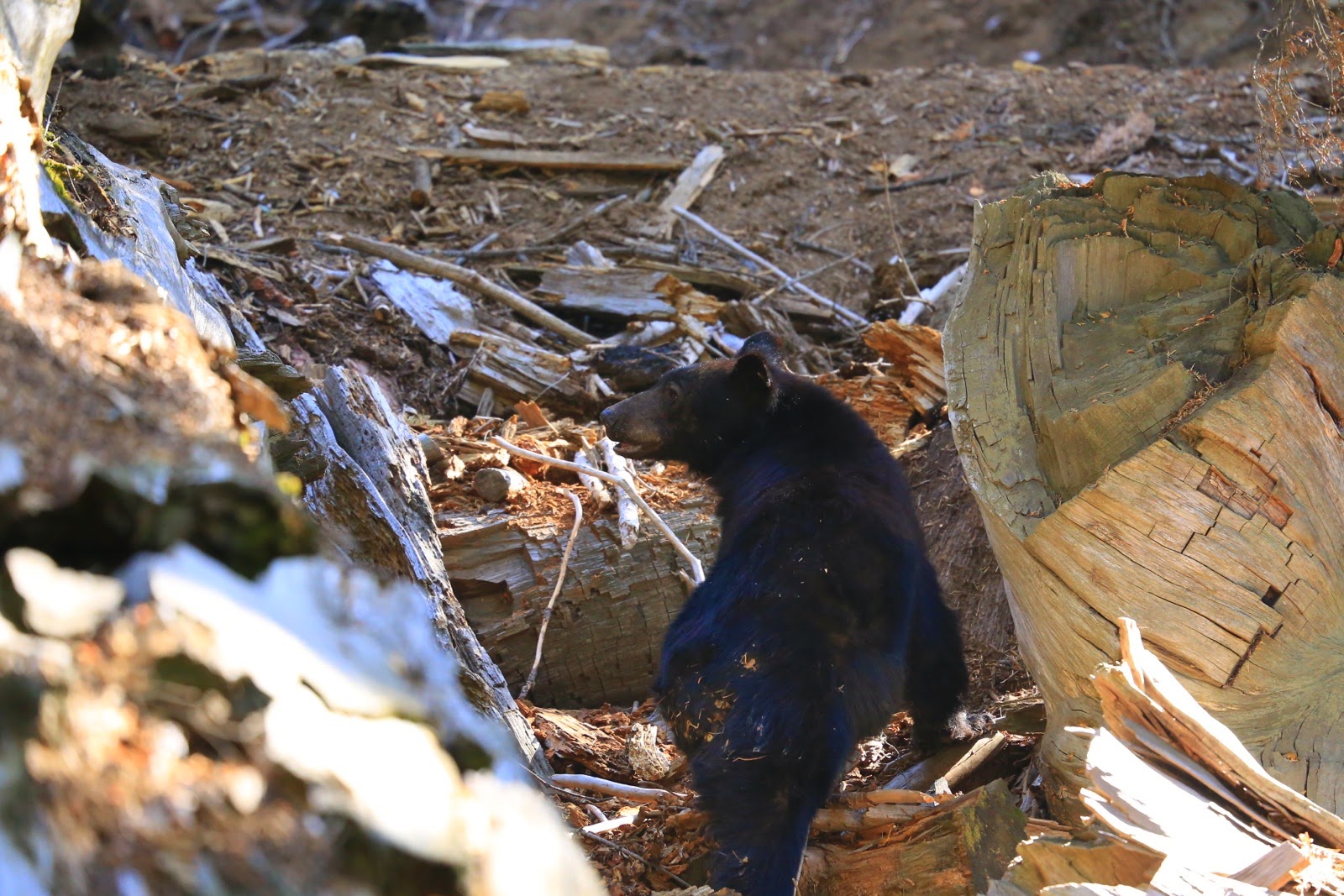 L’ours noir grimpe sur le tronc