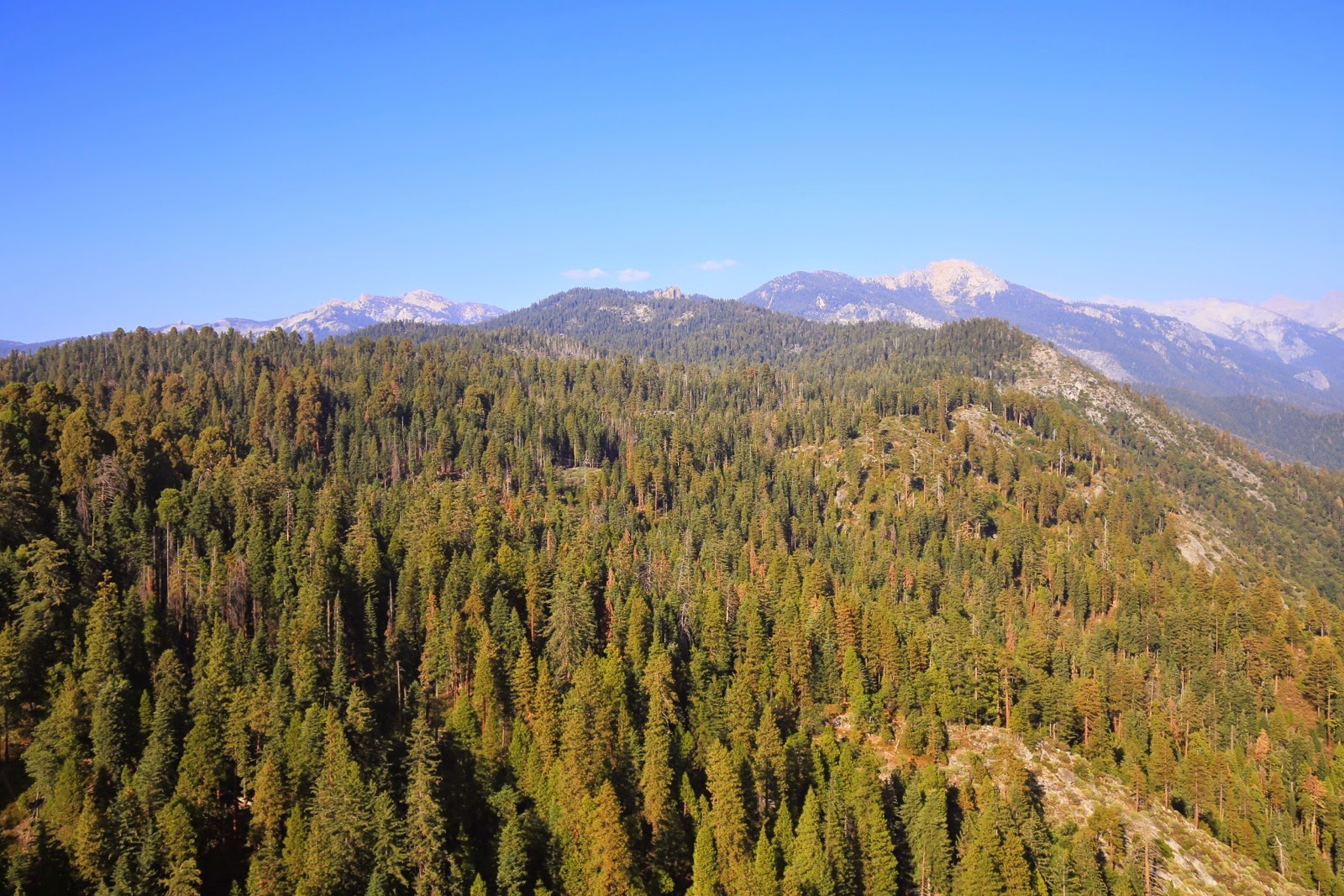 La Giant Forest vue de Moro Rock