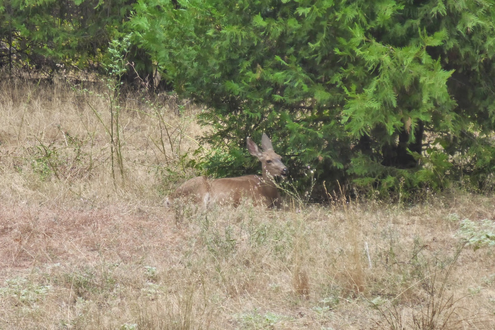 Un cerf dans les herbes hautes