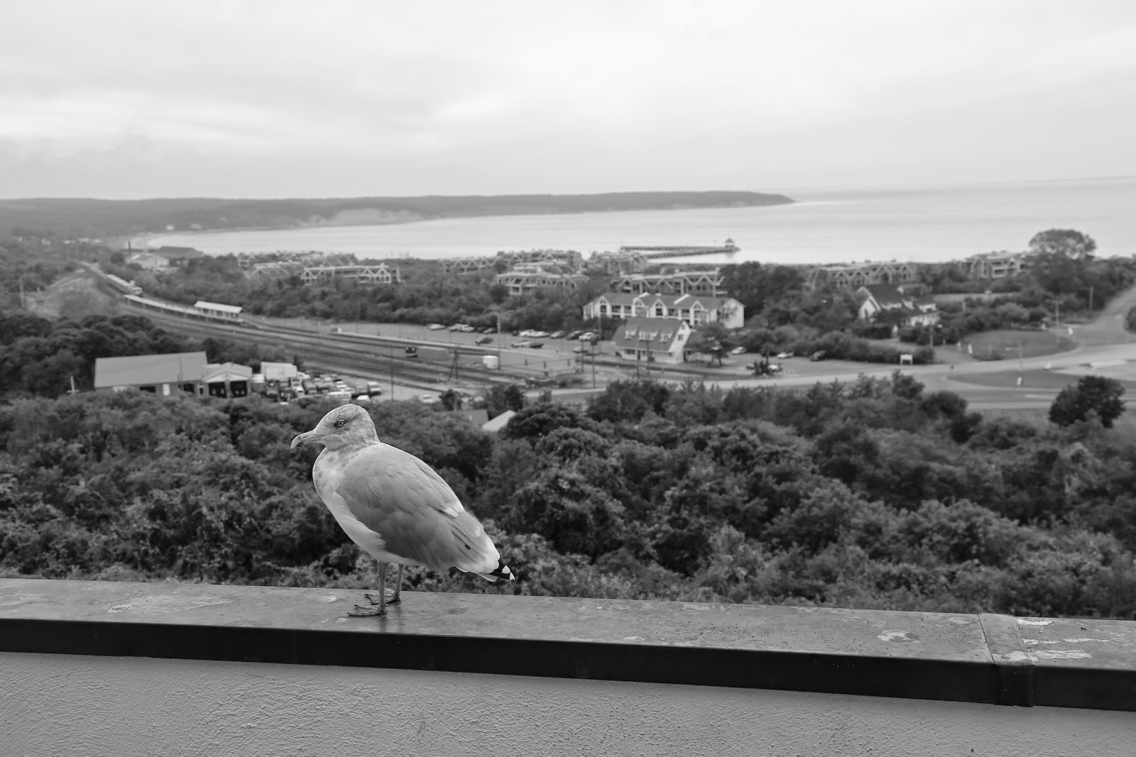 Une mouette au bord de la falaise de Montauk