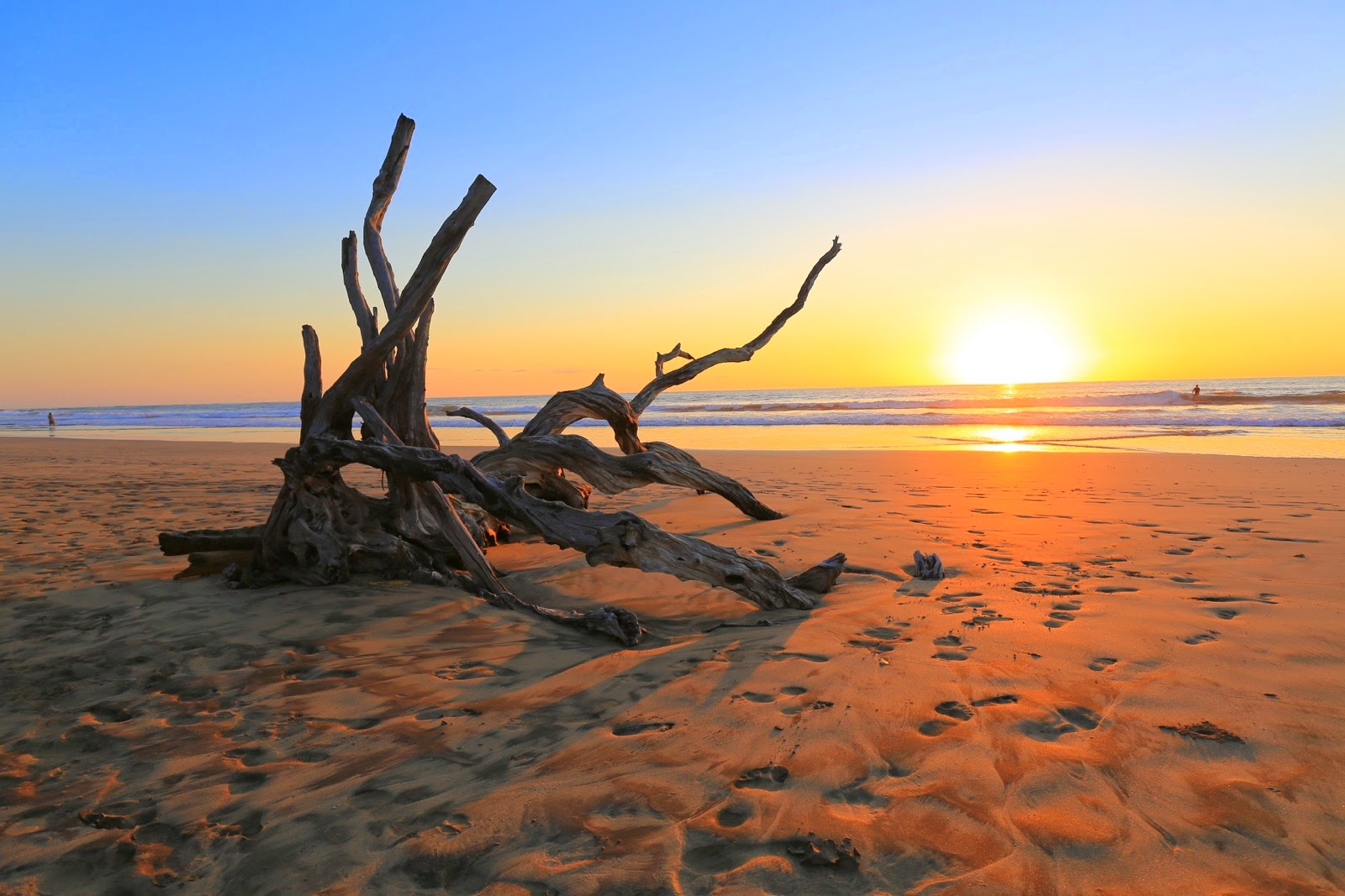 Un tronc d’arbre flotté sur la plage au coucher du soleil