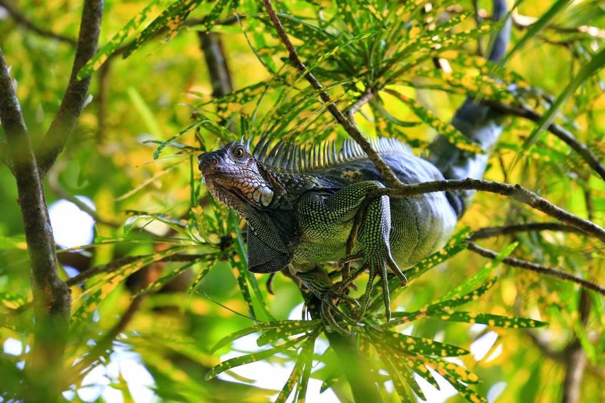 Un iguane perché dans les branches
