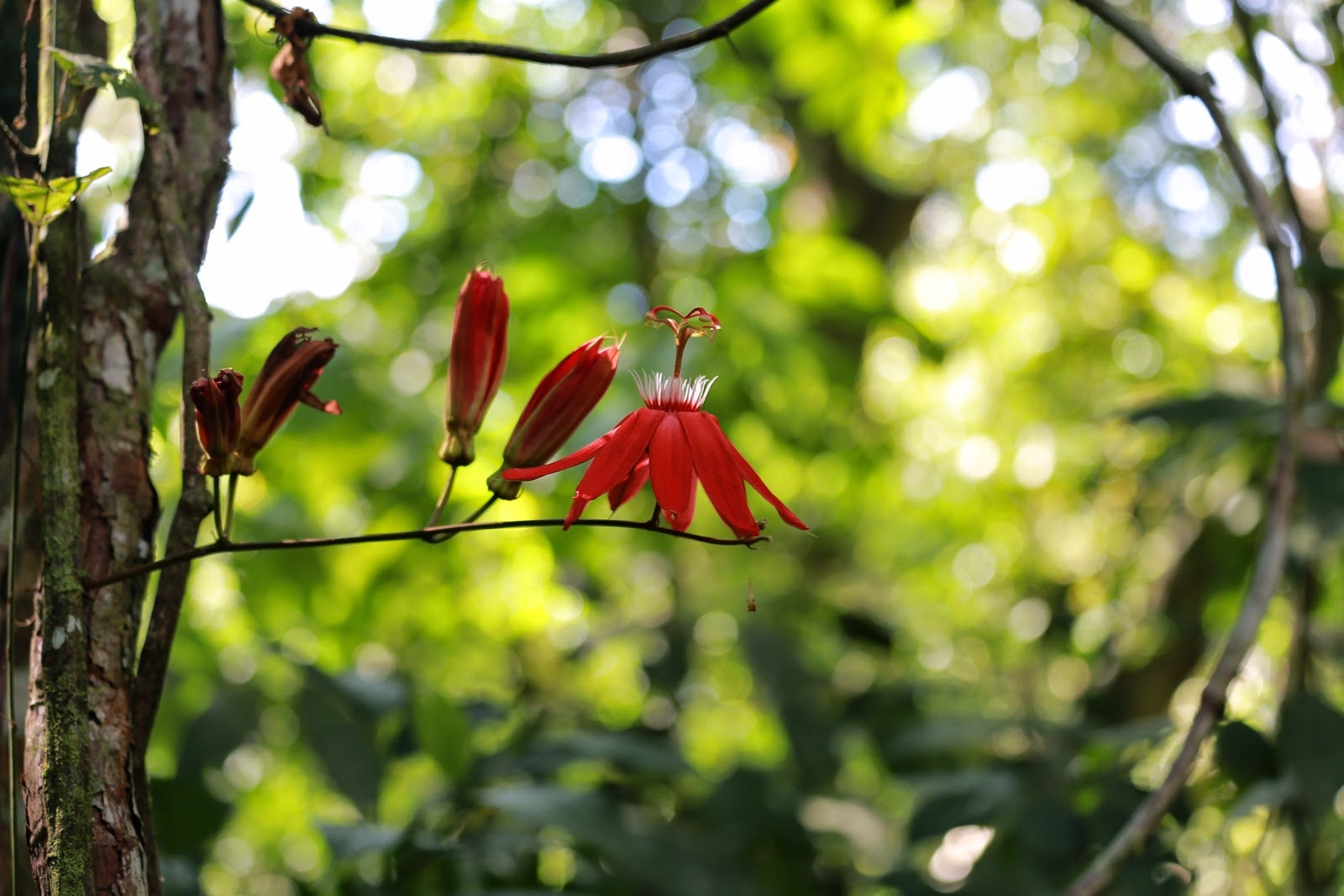 Des fleurs rouges dans la forêt tropicale