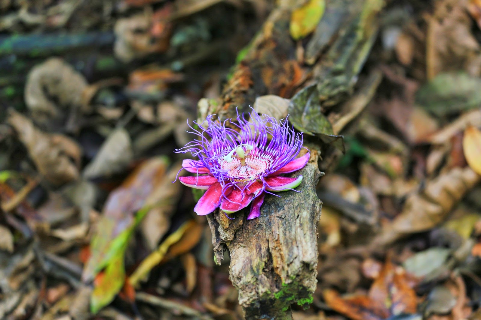 Une fleur violette tombée sur le sentier