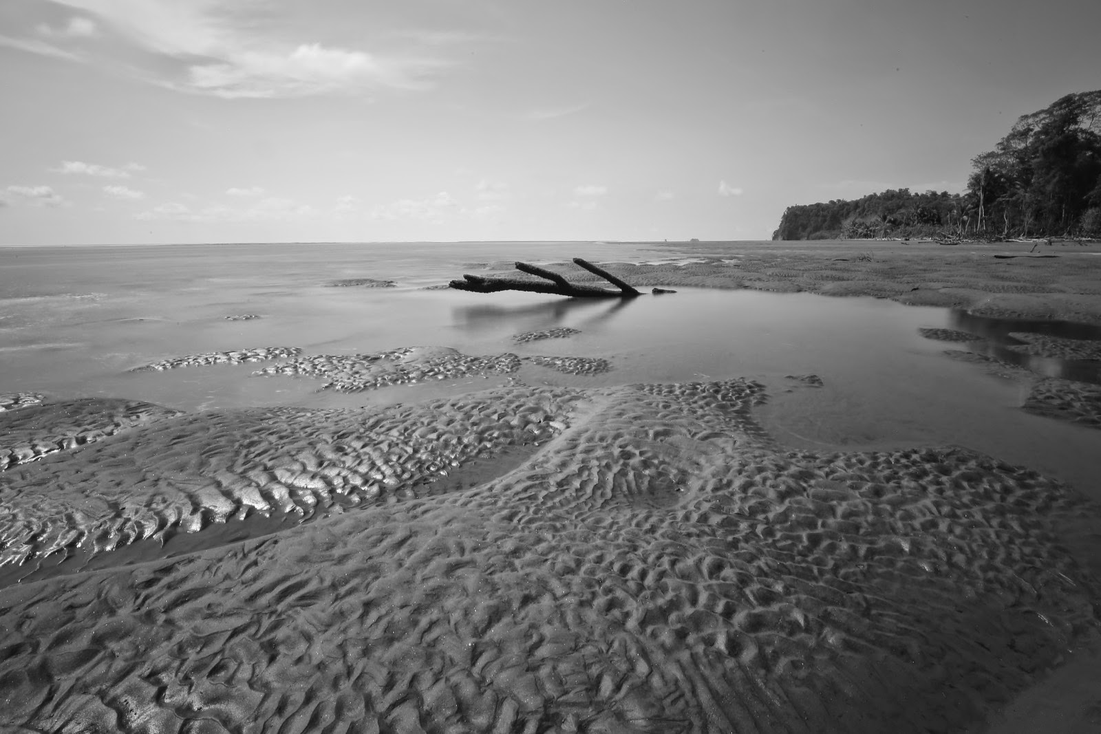 Bois flotté sur le sable du parc marin Ballena