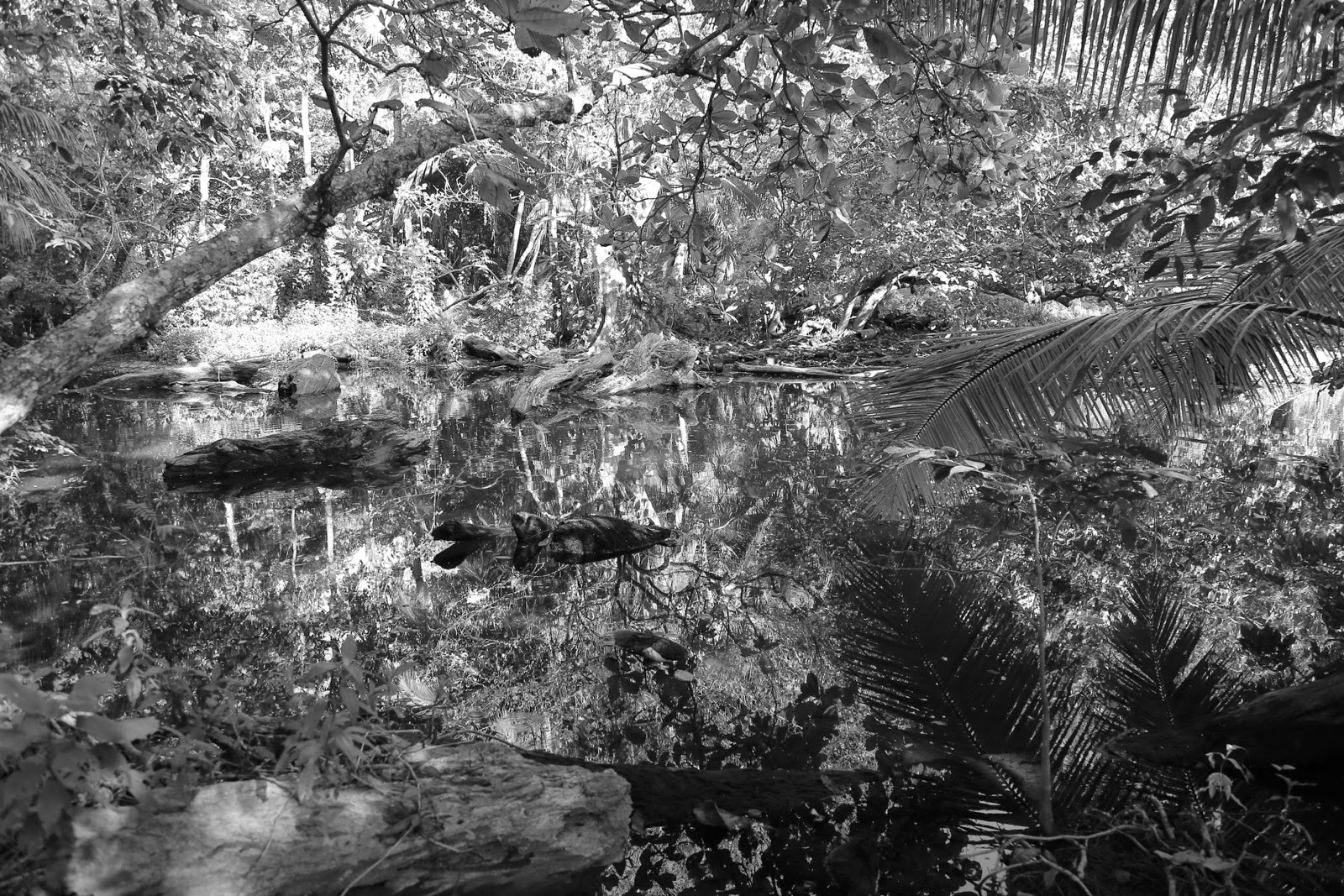 La jungle en noir et blanc