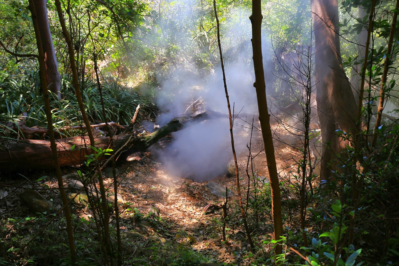 Une fumerolle s’échappe au milieu de la forêt du Rincon de la Vieja
