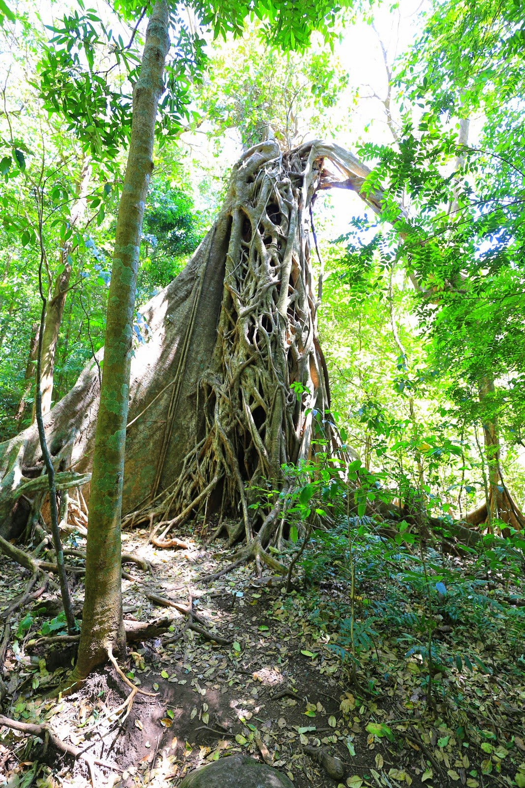 Un figuier étrangleur enroulé autour de son arbre-hôte