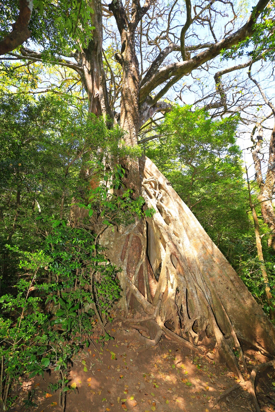 Tronc gigantesque d’un arbre de la forêt primaire
