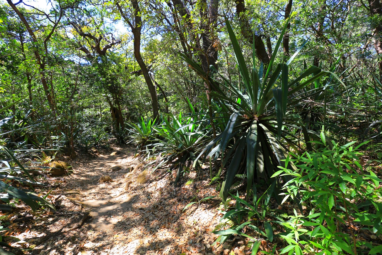 Sentier de retour à travers la forêt sèche