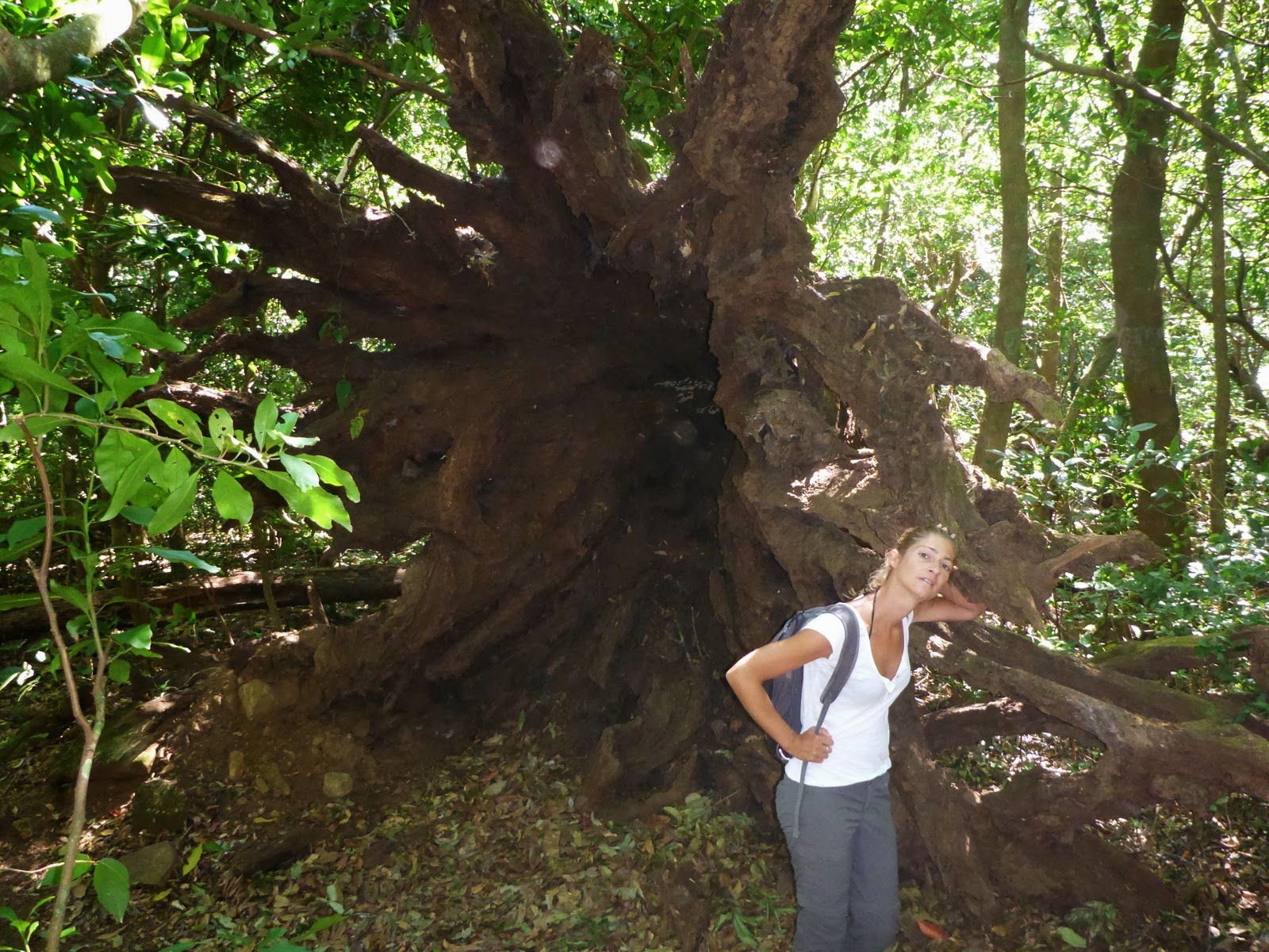 Une randonneuse au pied d’un arbre aux racines géantes
