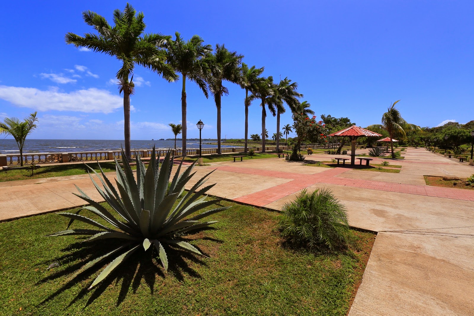Palmiers sur la rive du lac Nicaragua